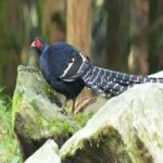 image of bird