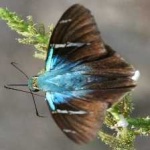 image of animal