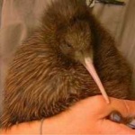 image of bird