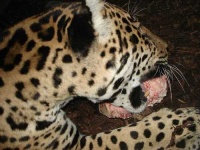 image of jaguar_car