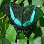 image of banded_butterfly #89