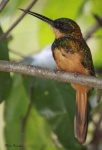image of jacamar