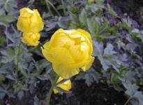 image of flower