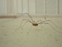 image of harvestman