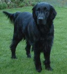 image of flat_coated_retriever