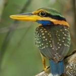 image of rufous_kingfisher #15