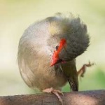 image of bird