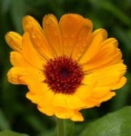image of flower