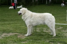 image of kuvasz