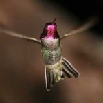 image of bird