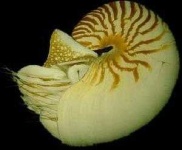 image of nautilus