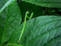 image of mantis