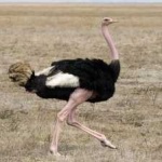 image of bird