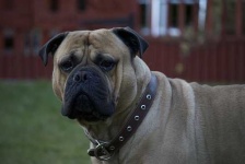 image of bull_mastiff