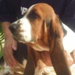 image of basset #9