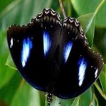 image of animal