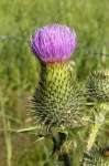 image of spear_thistle #41