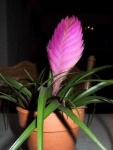 image of flower