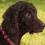 image of irish_spaniel #34