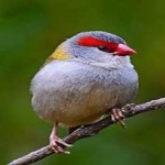 image of bird