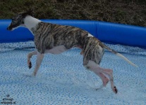 image of whippet #26