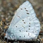 image of animal