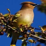 image of bird