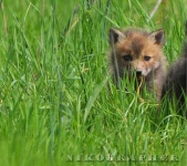 image of kit_fox
