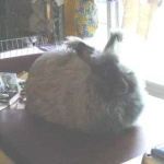 image of angora