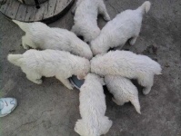 image of kuvasz