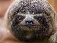image of sloth