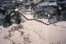 image of sea_snake