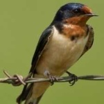 image of bird