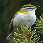 image of bird