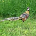 image of bird