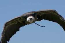 image of vulture
