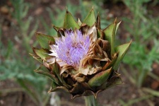 image of artichoke_flower #19
