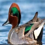 image of teal_duck #19