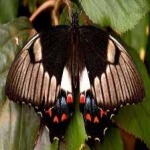 image of animal