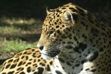image of jaguar_car