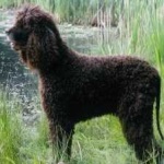 image of animal