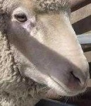 image of animal