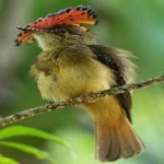 image of bird