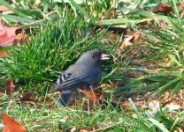 image of junco #12