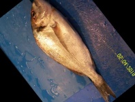 image of fish