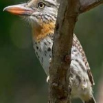 image of bird