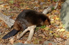image of beaver