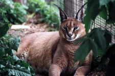 image of lynx