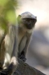 image of langur