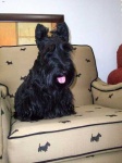 image of scottish_terrier #33